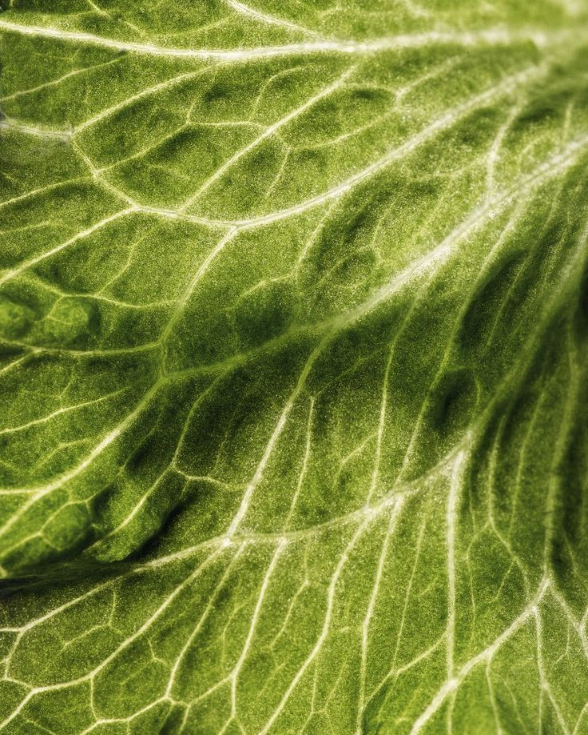 LONGEVITY GIFT BUNDLE